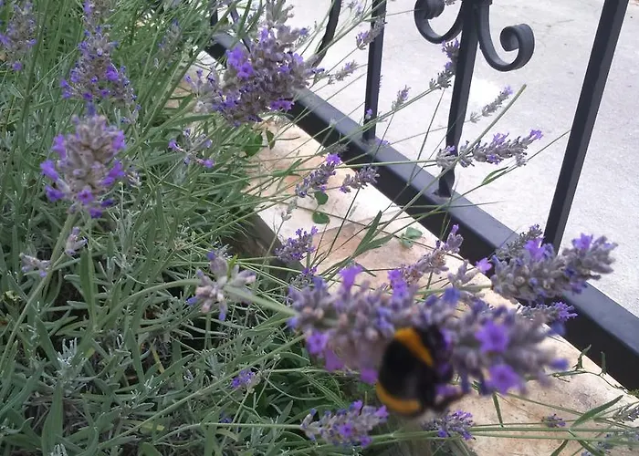 아파트 Lola 비오그라드나모루